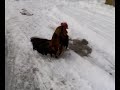 Gallo smarrito nelle fredda campagna innevata