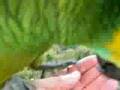 amazon parrot free flight - 4