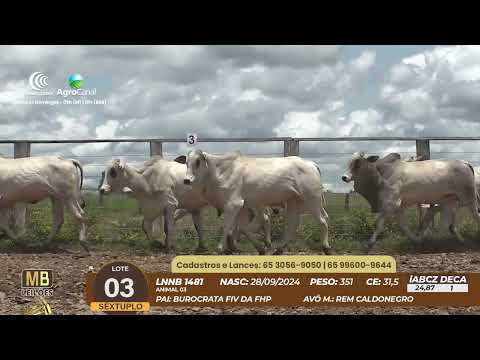 537� LEIL�O VIRTUAL MB LEIL�ES