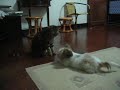 vs mido