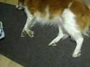 my dog sleeping and sh-h-h-h-h-h-h-haking