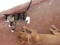 cat vs dog