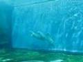 Acquario di Genova (Genoa aquarium)