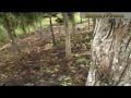 Bosques y paramos.mpg