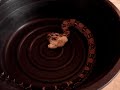 boa constrictor attacking chick