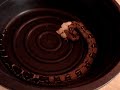 boa constrictor attacking chick