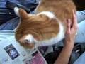 Re: How To Annoy Your Mean Kitty 3