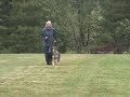Delta SchH1 obedience.wmv Delta SchH1 obedience.wmv