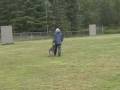 videos de Delta SchH1 obedience.wmv