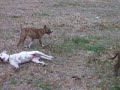 Doggy Doggy Doggy Doggy