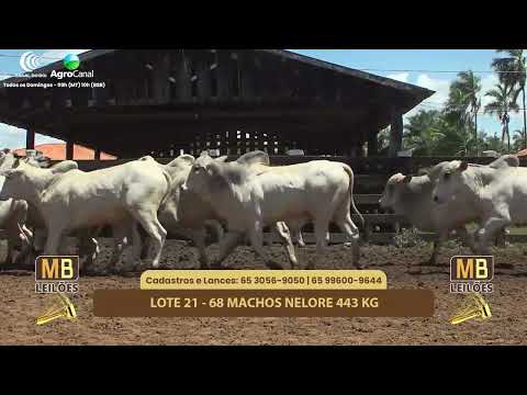 530� LEIL�O VIRTUAL DE CORTE