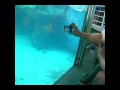 Visitando o aquário de Santos (Cruzeiro Imperatriz 24 de janeiro de 2010). O lobo marinho faz graça nadando de barriga para cima. 