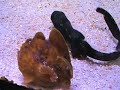 Chiloscyllium plagiosum
