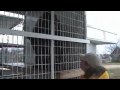 Grizzly and Black Bear Cubs Rescued