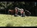 Online games with 2 tires and 3 horses Parelli