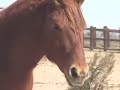 Death Row Horses