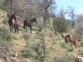 Death Row Horses