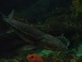 Monterey Aquarium