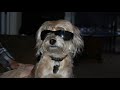 Click here to watch this video howlin billie dog.wmv