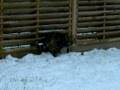 Laya et la neige