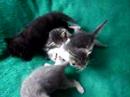 Cats