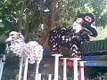 JWK CNY lion dance peformance 2008