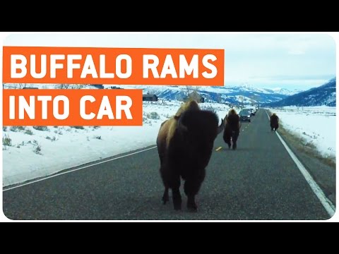 Buffalo Rams Into Car | Slowest Animal Attack