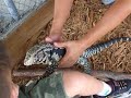 Tamed Tegu