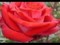 videos de La multi ani FEMEIE draga ! 8Martie...