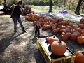 Pulling the pumpkin cart