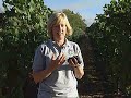 Footage discussing organic farming at Olivet Grange and showing Pinot Noir harvest. Features Information on Four Course Compost which Olivet Grange buys form Jepson Prarie Organic/Norcal Waste.