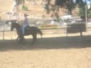 Sarah-3 Year Old Half Arabian