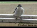 videos de Vogelnestkamera | Pönttökamera | Birdnestcamera