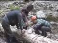 ナナホシテントウ動画3
