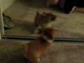 Koa attacks his reflection