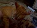 brando the great fondles ki-pu and is maimed