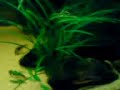doogle n his fish part3 doogle n his fish part3
