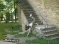 Chico intenta saltar una baranda de escalera Video