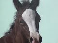 TuRMUSAYYA  ARABIAN HORSE