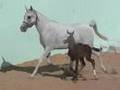 TuRMUSAYYA ARABIAN HORSE