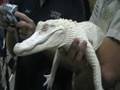 Tampa Reptile Show - Albino Alligators! - September 27&28 2008