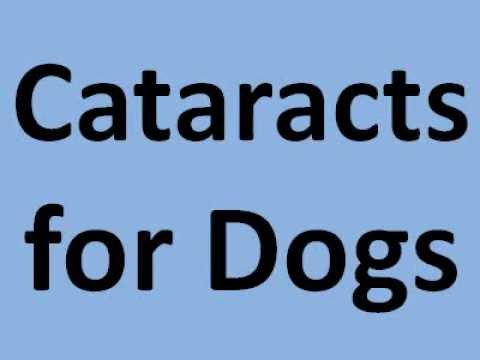 how to treat glaucoma in dogs