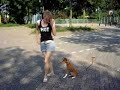 Mirtillo, the trainable basenji Part 1,2 & 3 Mirtillo, the trainable basenji Part 1,2 & 3