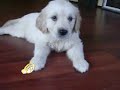 6 weeks old Golden Retriever