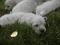 Golden Retriever video