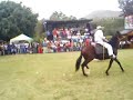 Caballos de Paso UAP 2007