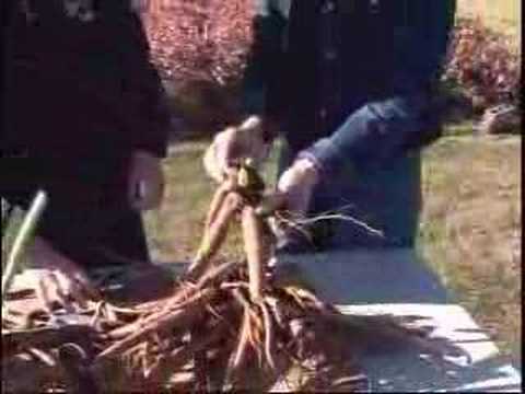 how to transplant peonies in the spring