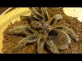 Click here to watch this video Long Awaited Tarantula Feeding Video