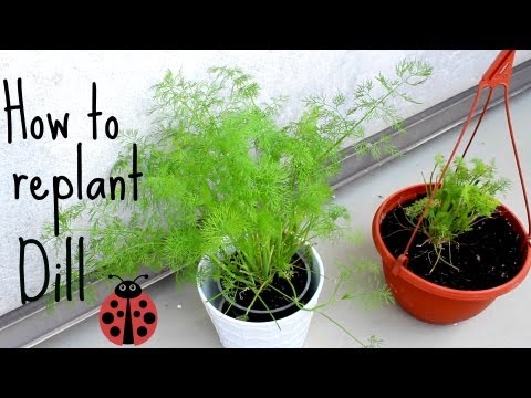 how to transplant dill