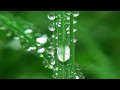 HD NATURE - RELAXATION VIDEO - MACRO